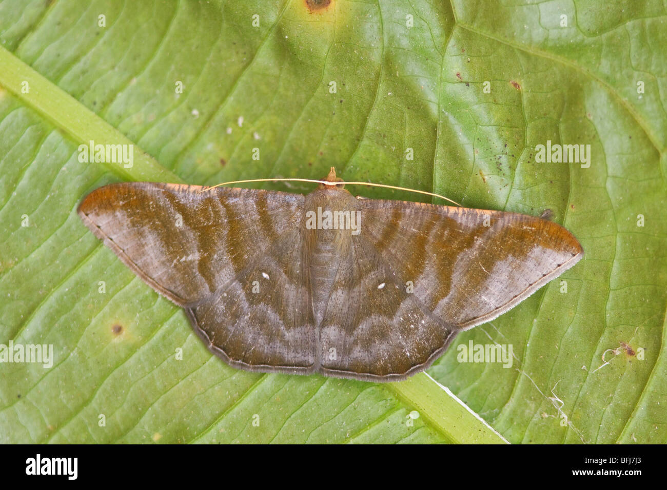 A moth on a leaf in the Tandayapa Valley of Ecuador Stock Photo - Alamy