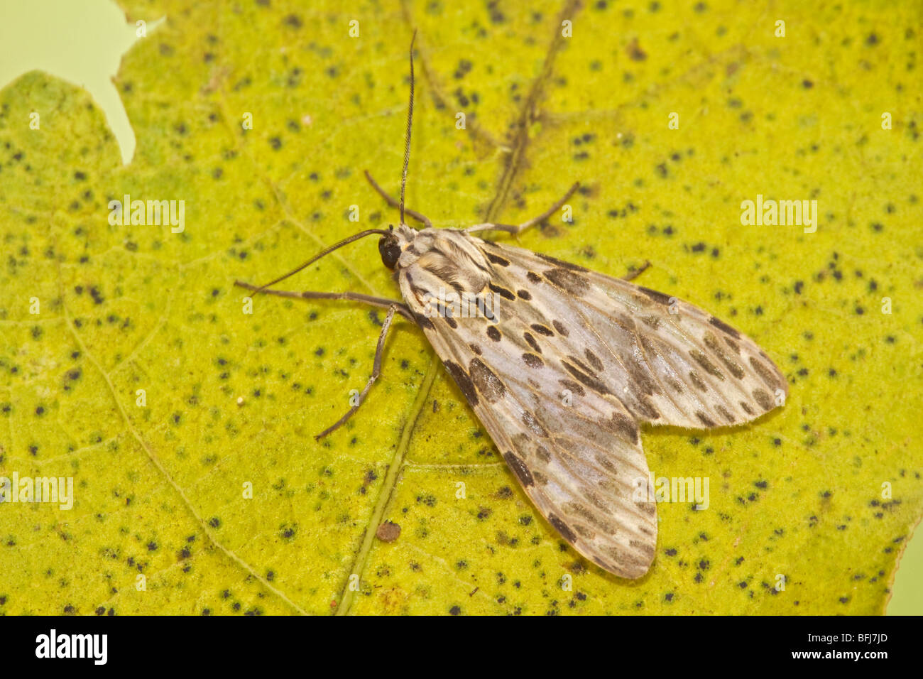 A moth in the Tandayapa Valley of Ecuador Stock Photo - Alamy