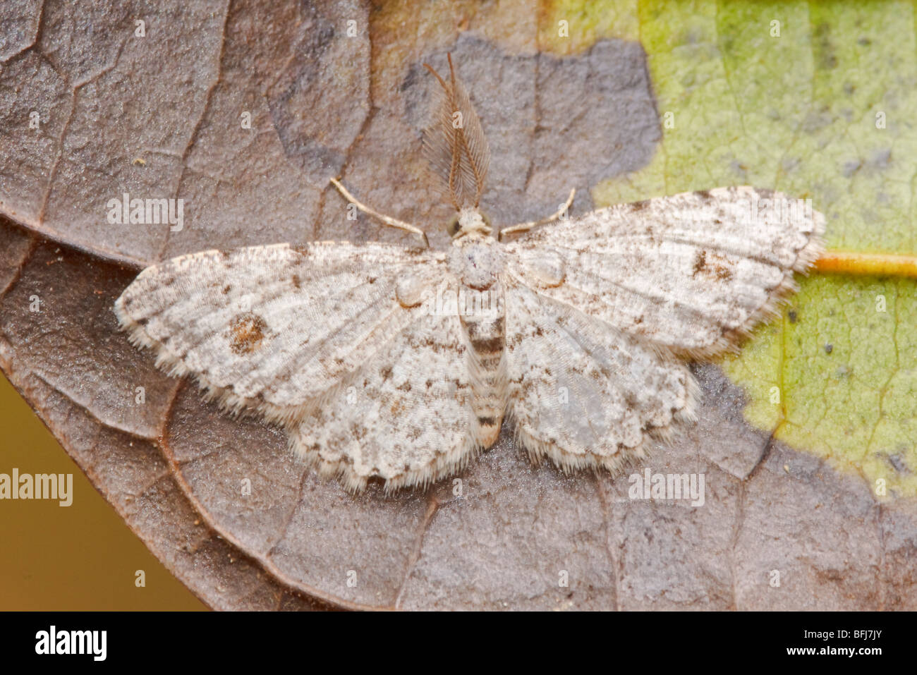 A moth in the Tandayapa Valley of Ecuador Stock Photo - Alamy