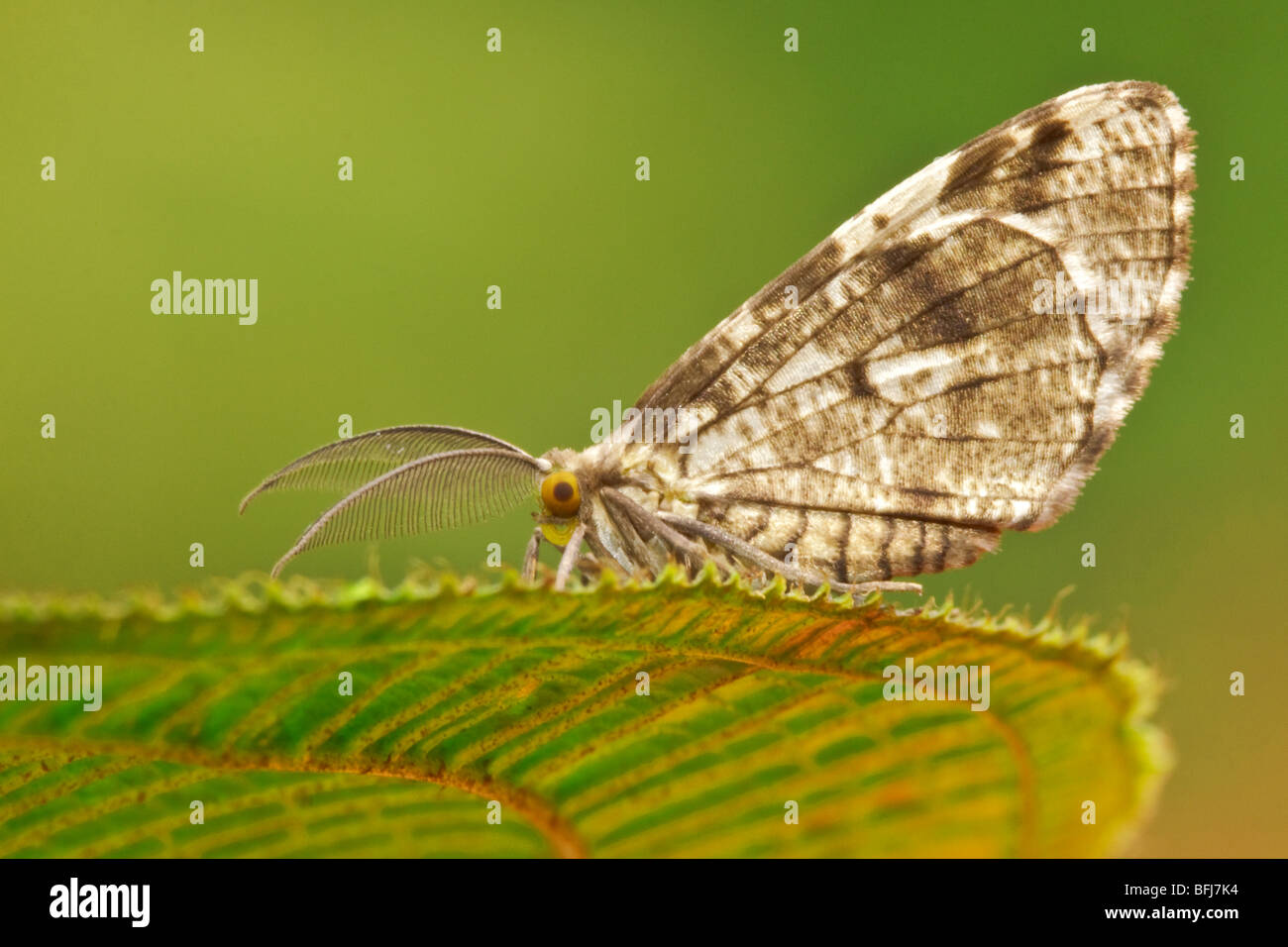 A moth in the Tandayapa Valley of Ecuador Stock Photo - Alamy
