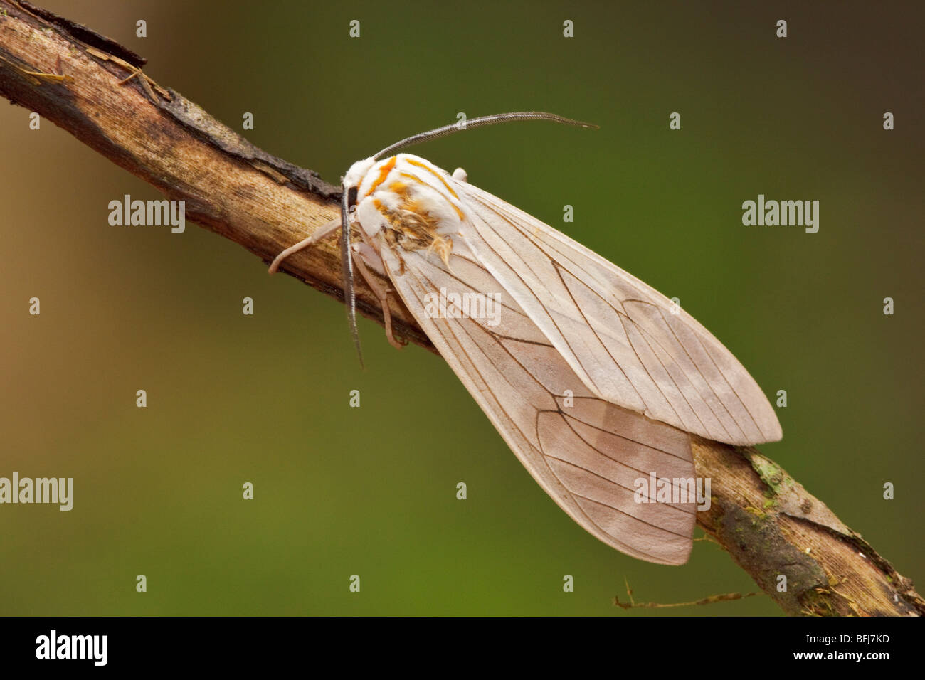 A moth in the Tandayapa Valley of Ecuador Stock Photo - Alamy