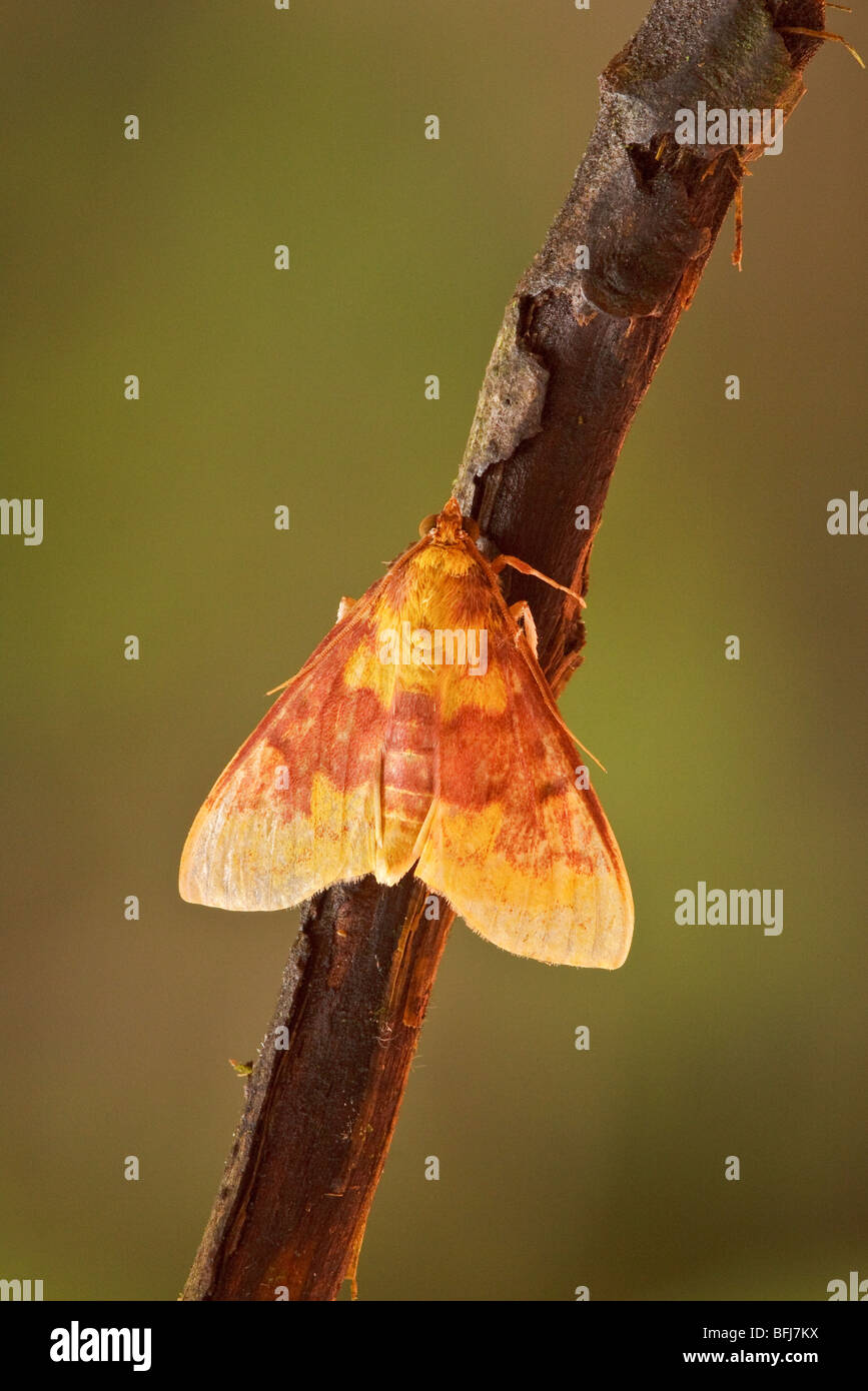 A moth in the Tandayapa Valley of Ecuador Stock Photo - Alamy