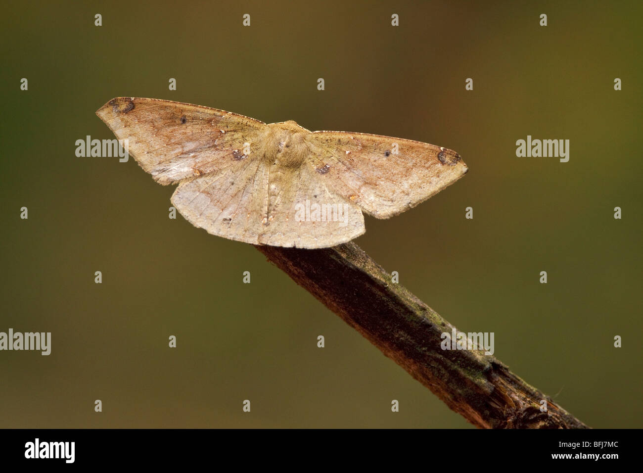 A moth in the Tandayapa Valley of Ecuador Stock Photo - Alamy