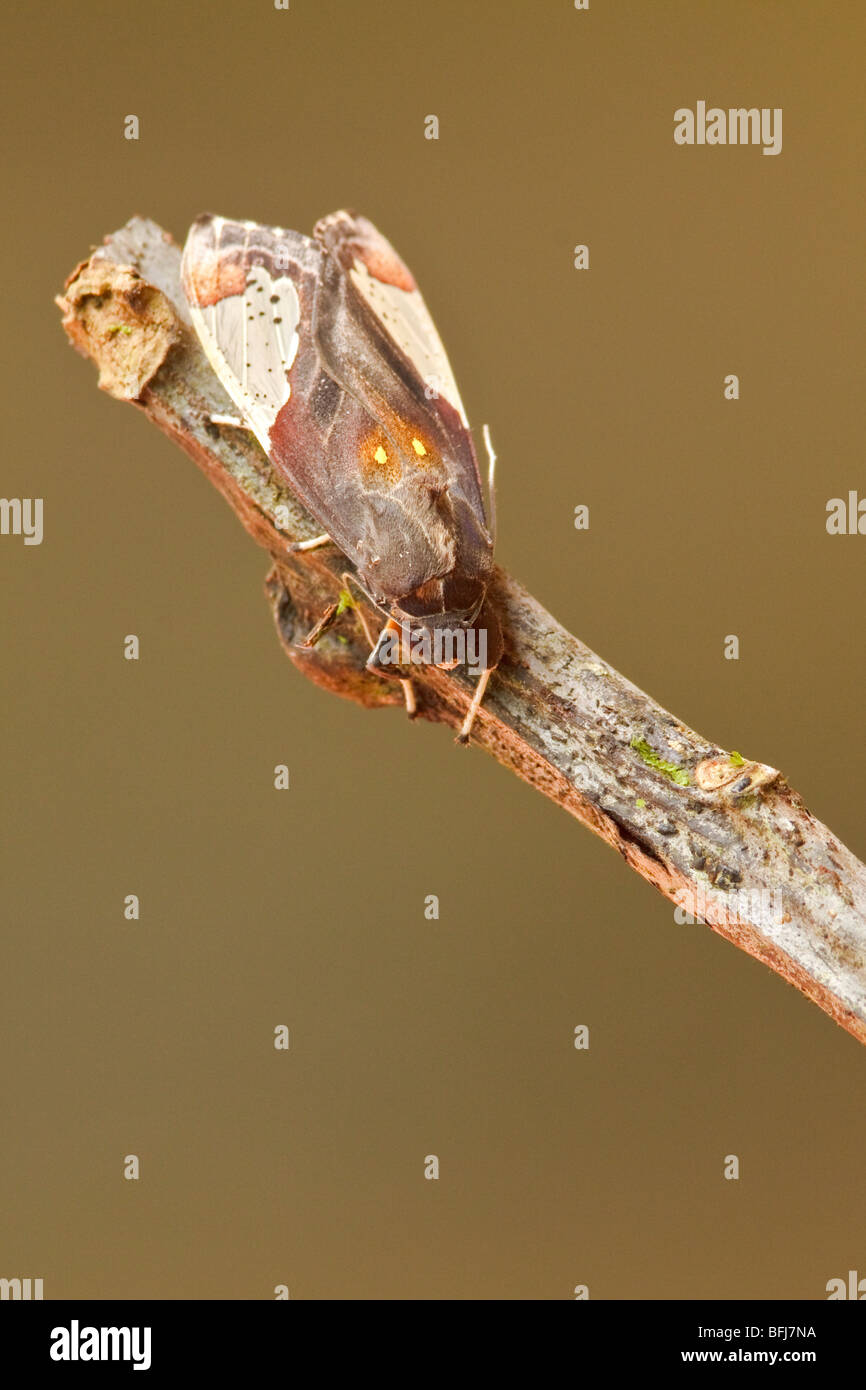 A moth in the Tandayapa Valley of Ecuador Stock Photo - Alamy