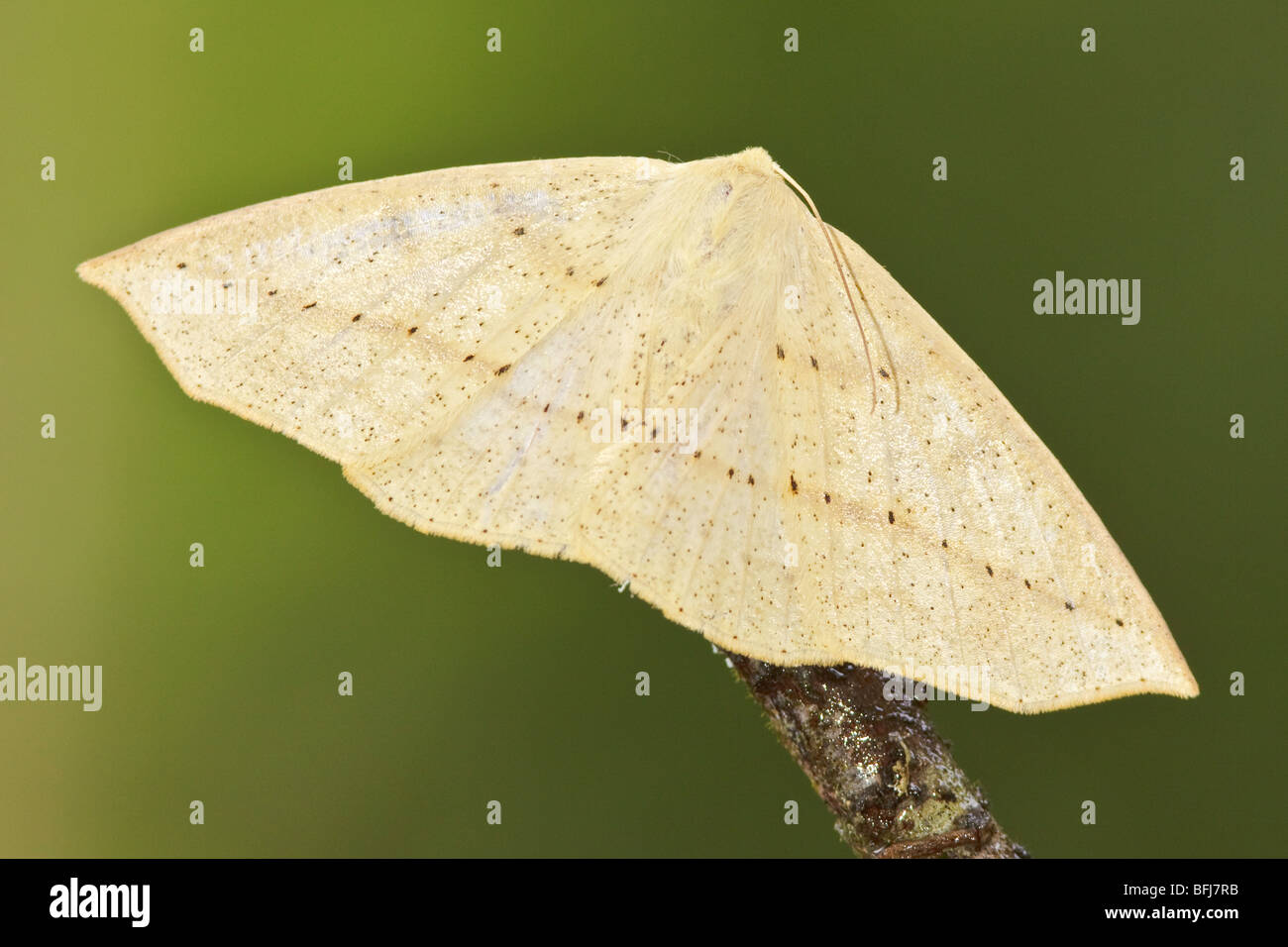 A moth in the Tandayapa Valley of Ecuador Stock Photo - Alamy