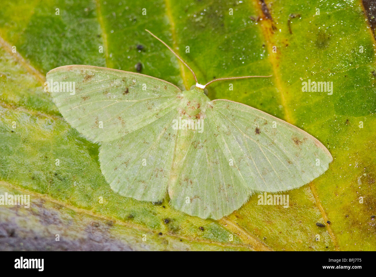 A moth in the Tandayapa Valley of Ecuador Stock Photo - Alamy