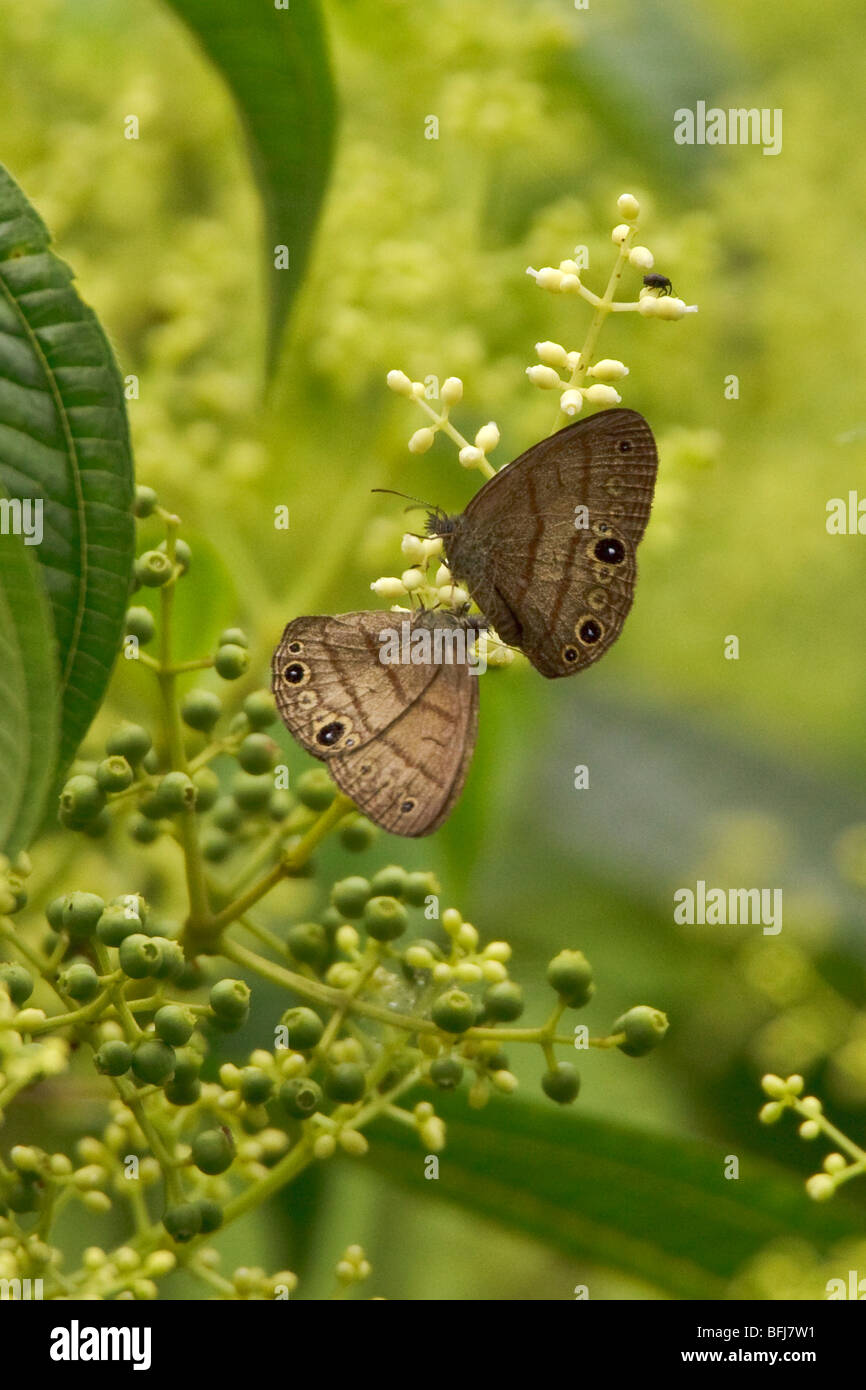 Two butterflies perched on a branch in the Milpe reserve in northwest Ecuador. Stock Photo