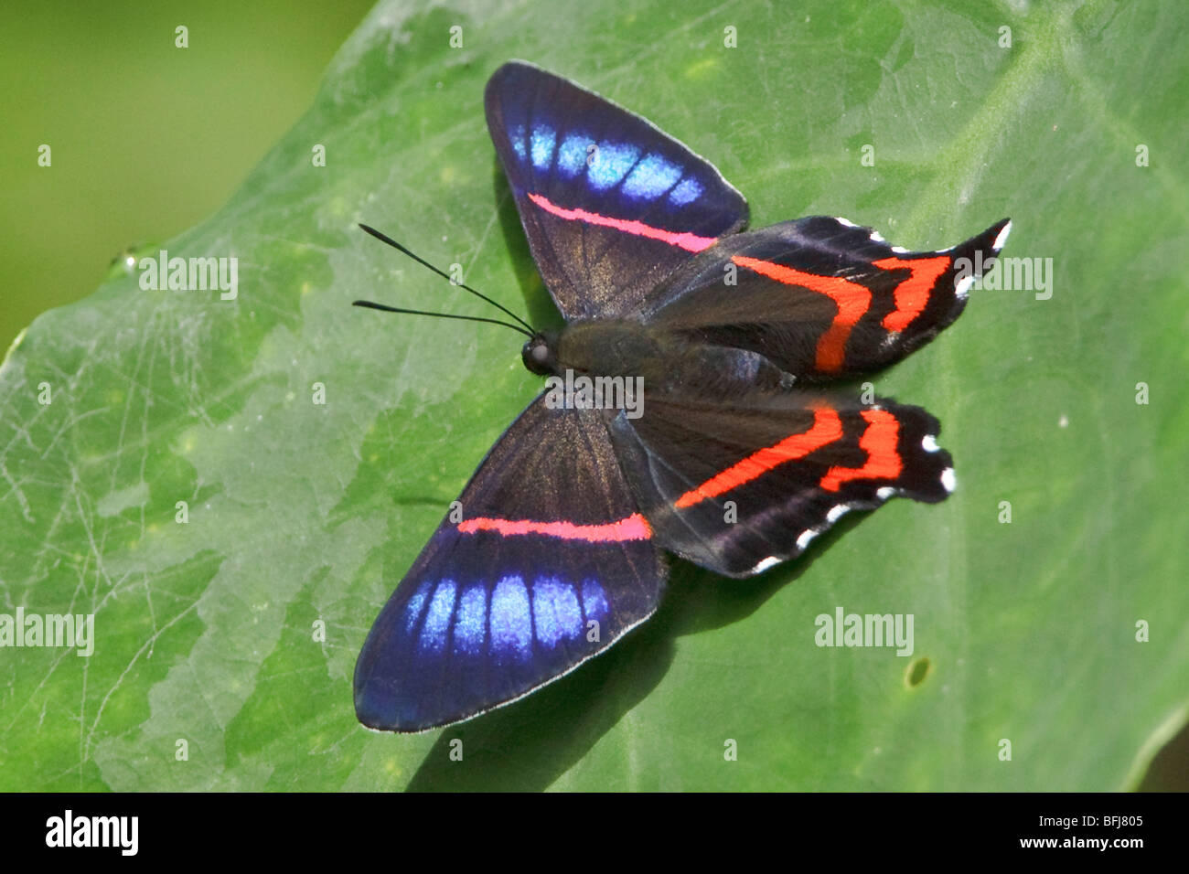 A Butterfly in Podocarpus national Park in southeast Ecuador. Stock Photo