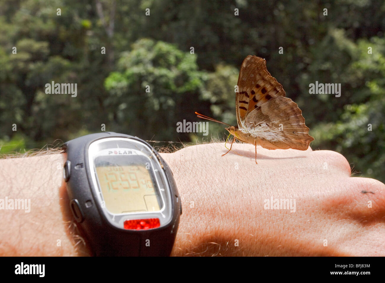 A Butterfly in Podocarpus national Park in southeast Ecuador. Stock Photo