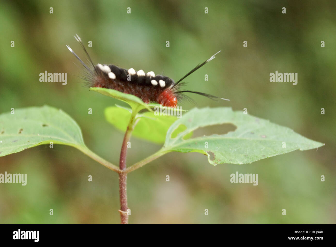 A Caterpillar in Podocarpus national Park in southeast Ecuador. Stock Photo