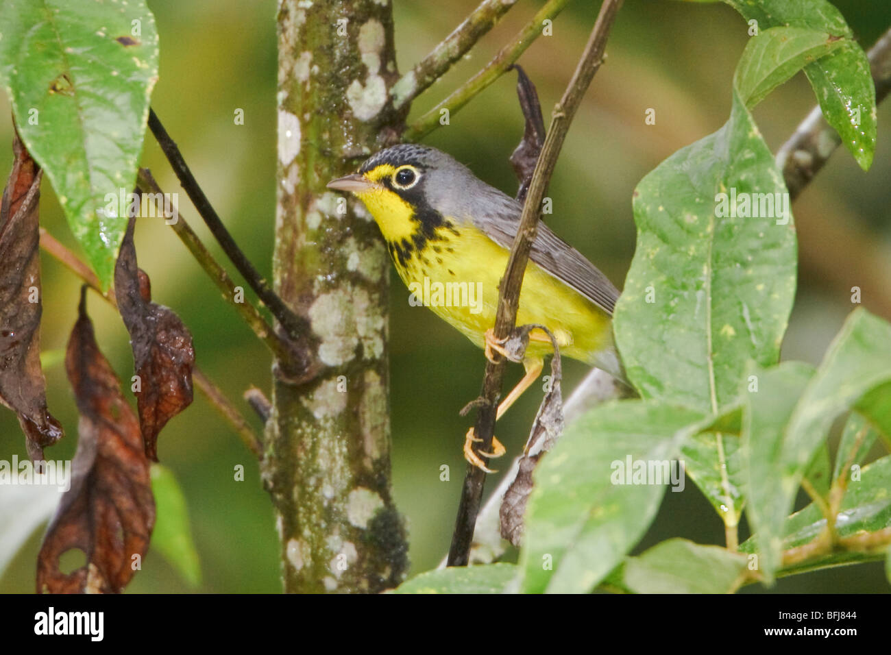 A migratory Canada Warbler (Wilsonia canadensis) perched on a branch near Podocarpus National Park in southeast Ecuador. Stock Photo