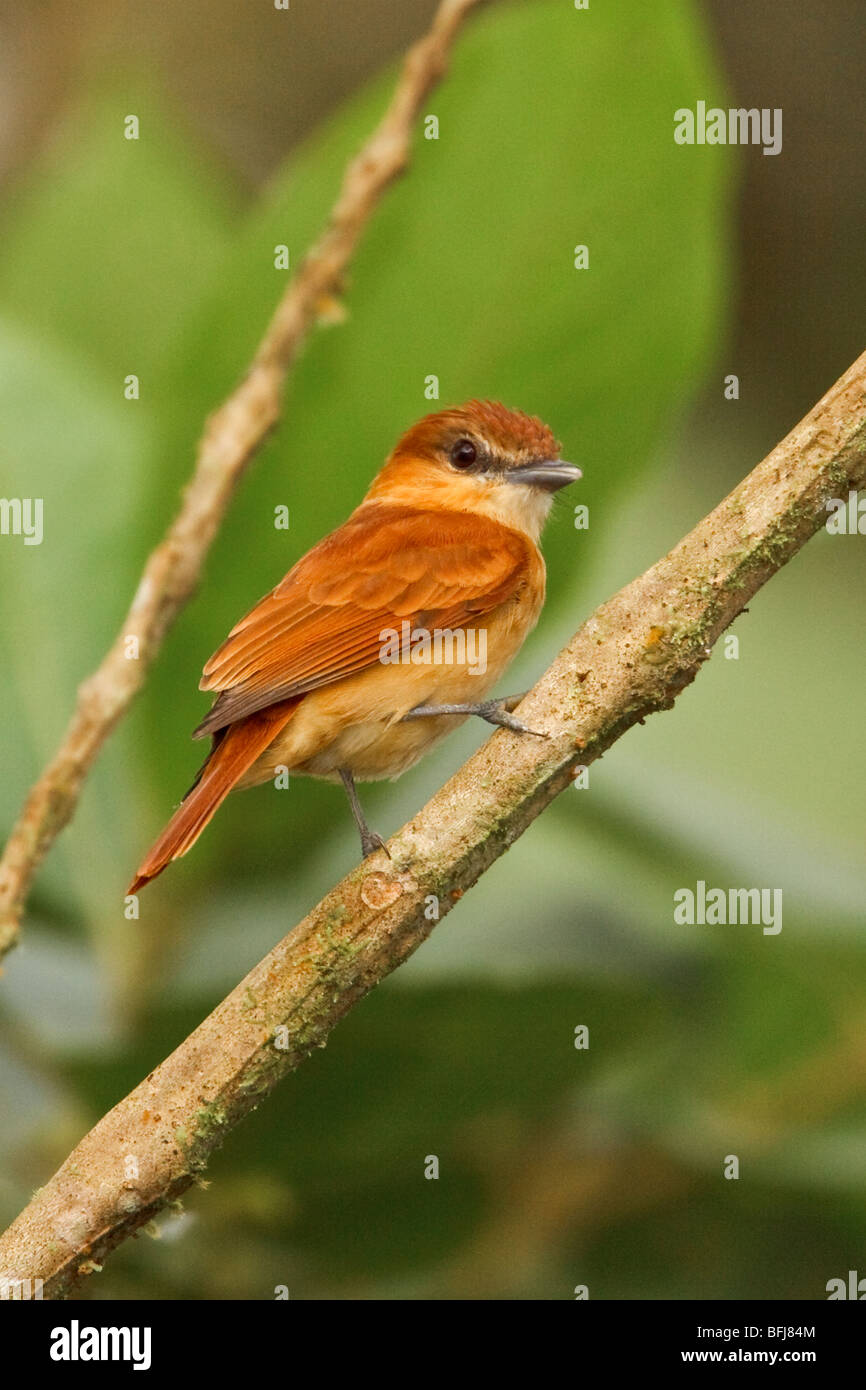 Cinnamon Becard (Pachyramphus cinnamomeus) perched on a branch in the Milpe reserve in northwest Ecuador. Stock Photo