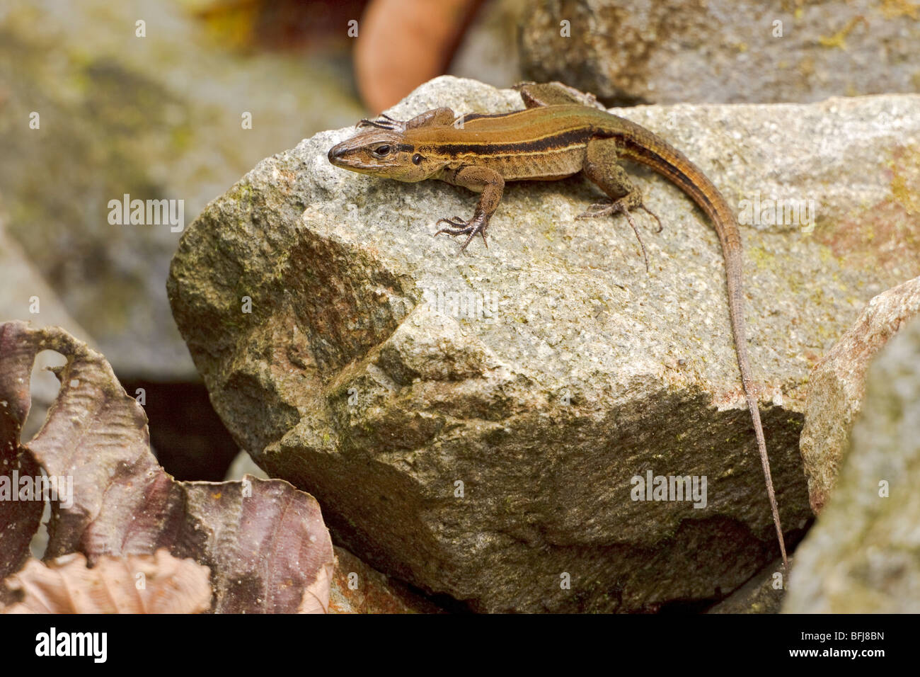 A lizard perched on a rock in the Milpe reserve in northwest Ecuador. Stock Photo