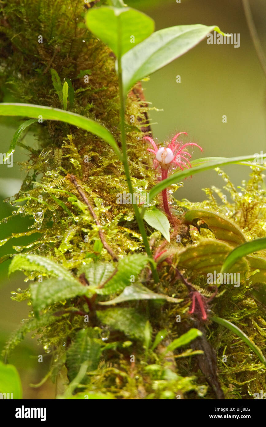 A flower in the rainforest at the Milpe reserve in northwest Ecuador. Stock Photo