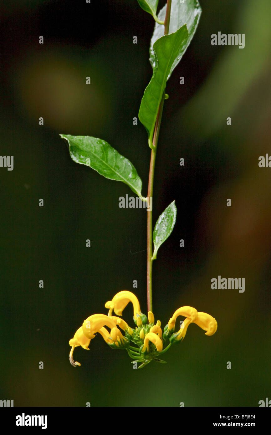 A flower in Podocarpus national Park in southeast Ecuador. Stock Photo