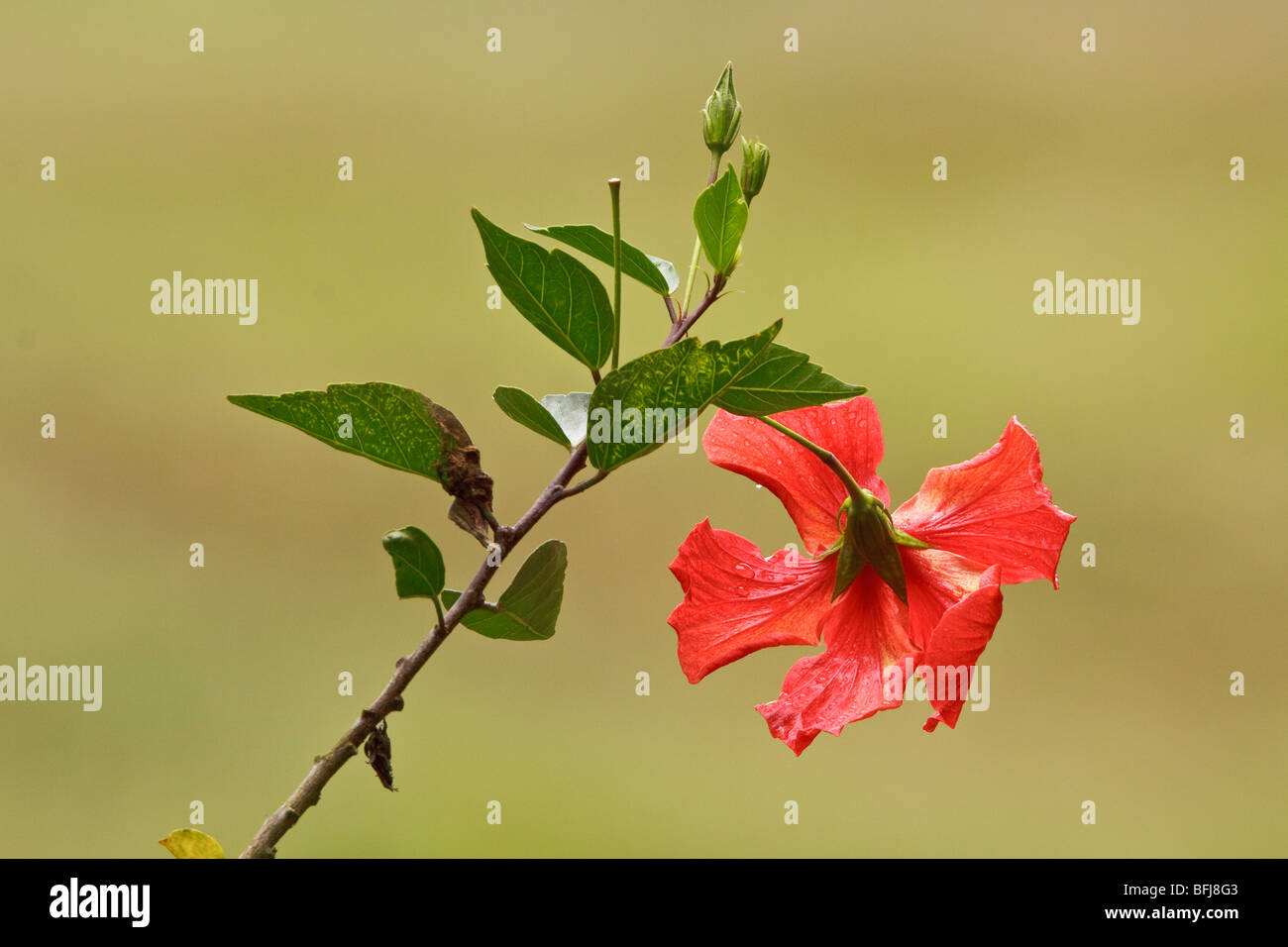 A flower in Ecuador Stock Photo - Alamy