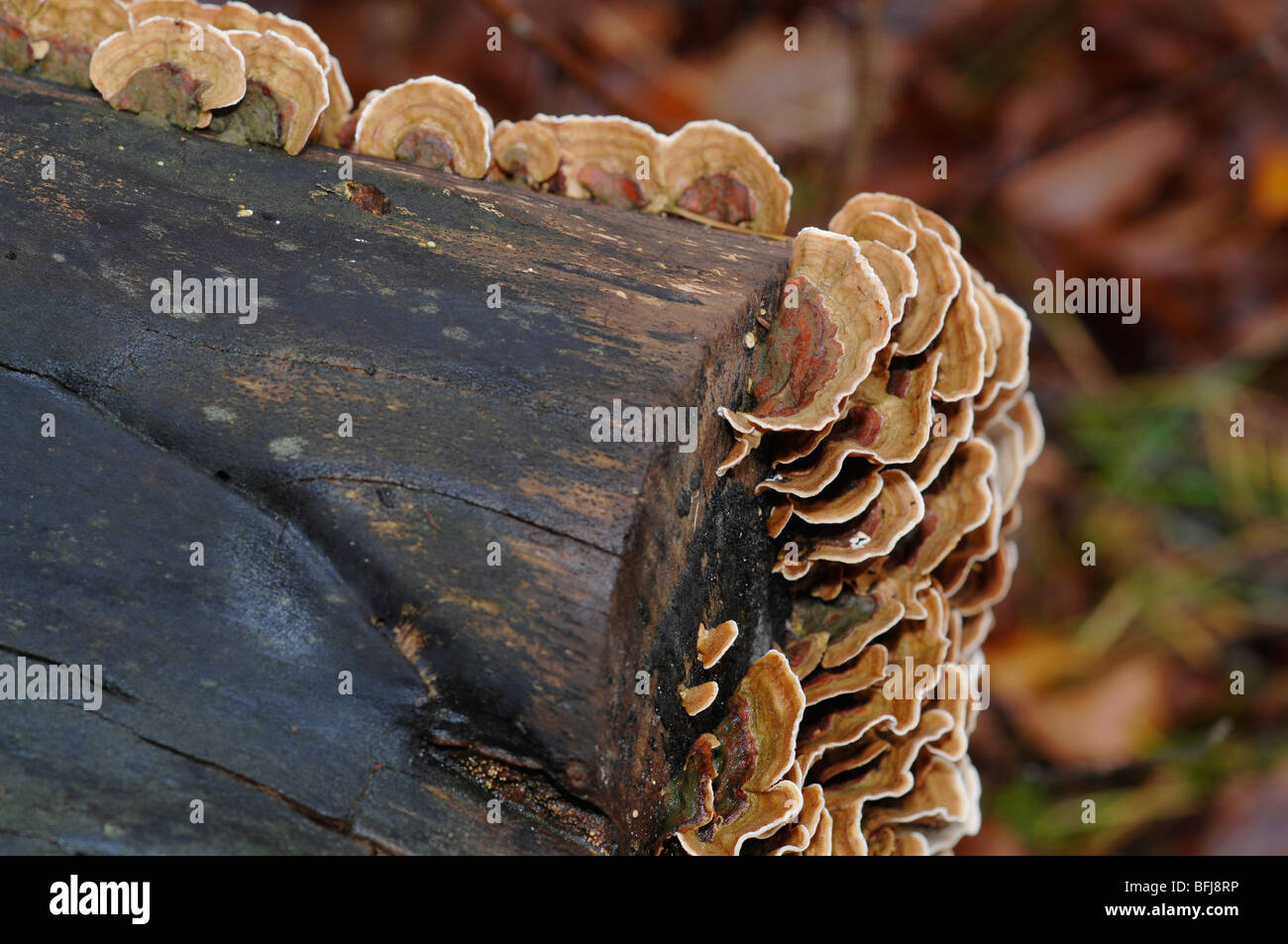 Fungi on rotting tree trunk Stock Photo