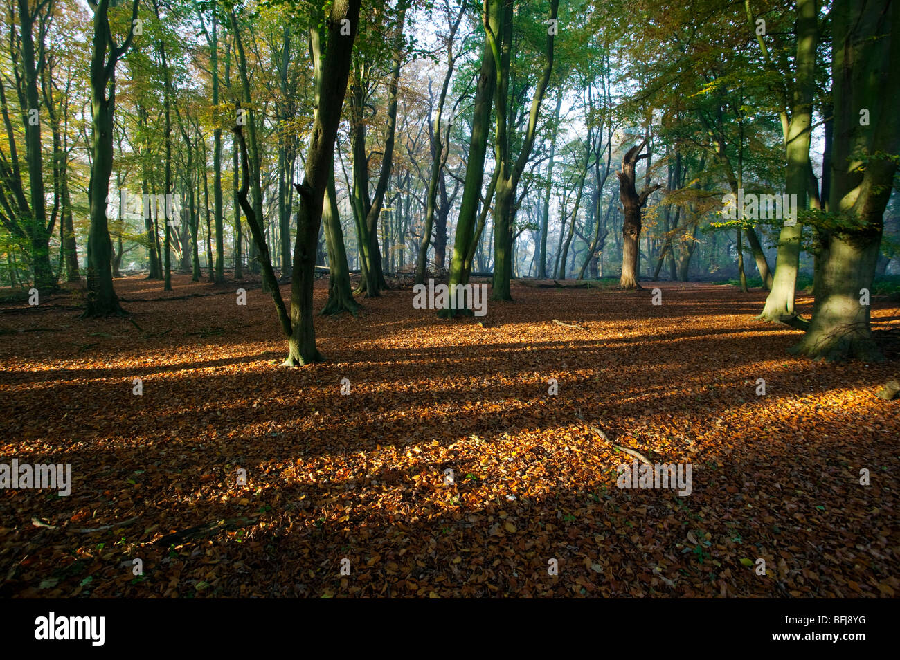 Autumn in Hanbury Woods, Worcestershire, UK Stock Photo