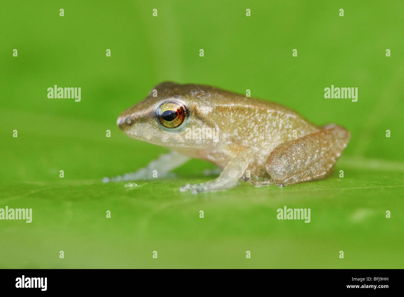 A treefrog perched on a leaf in the Milpe reserve in northwest Ecuador. Stock Photo