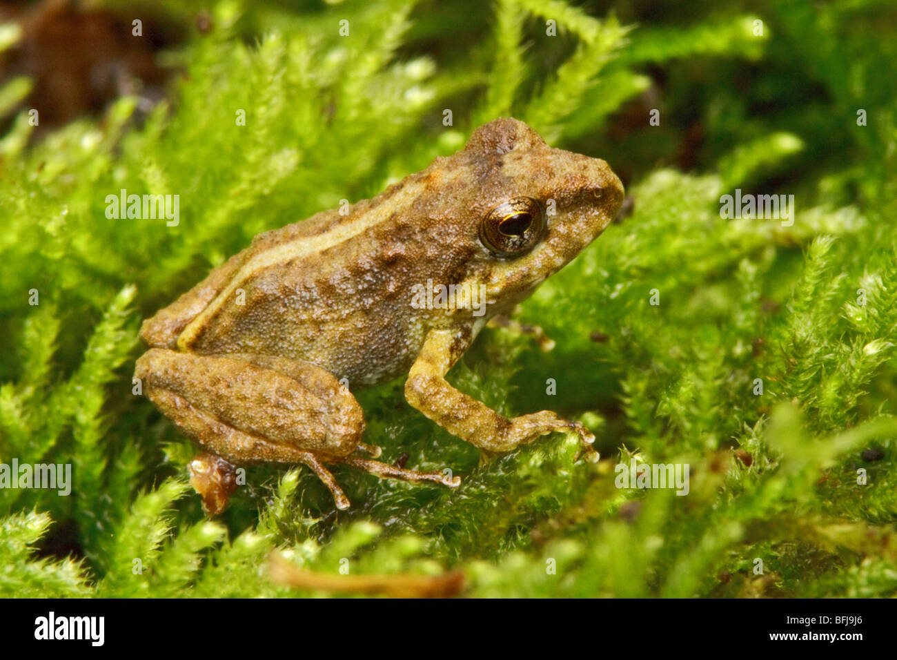 Treefrog sitting in moss in the Tandayapa Valley of Ecuador Stock Photo ...