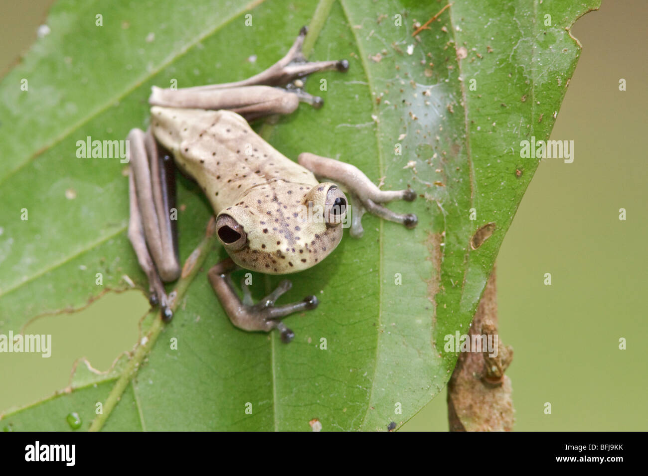 A frog perched on a mossy branch in Amazonian Ecuador. Stock Photo