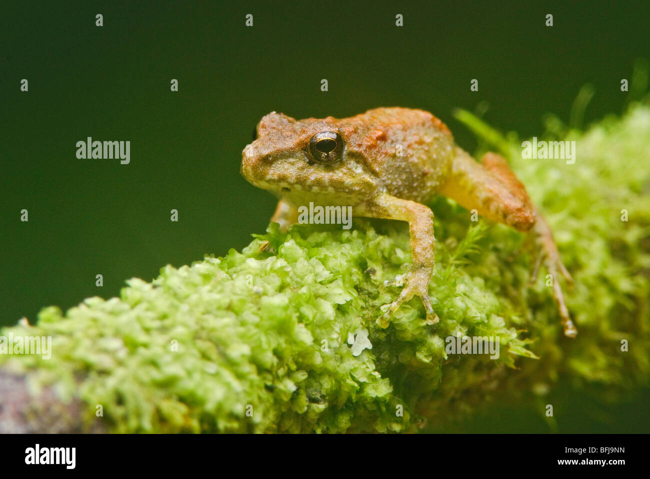 A treefrog in the Tandayapa Valley of Ecuador Stock Photo - Alamy