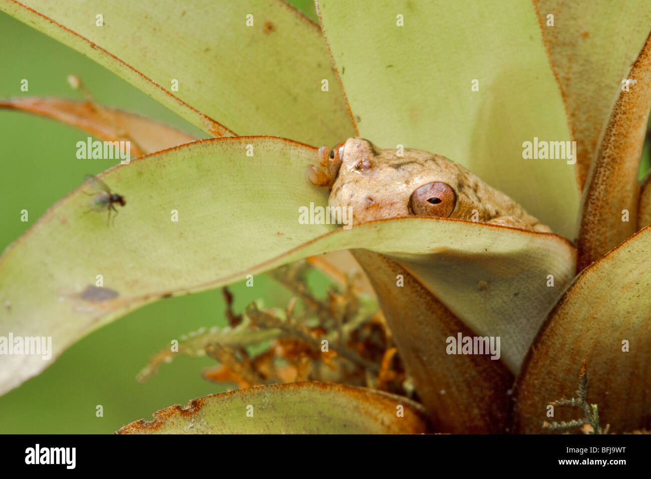 A treefrog perched on a bromeliad in the Tandayapa Valley of Ecuador. Stock Photo