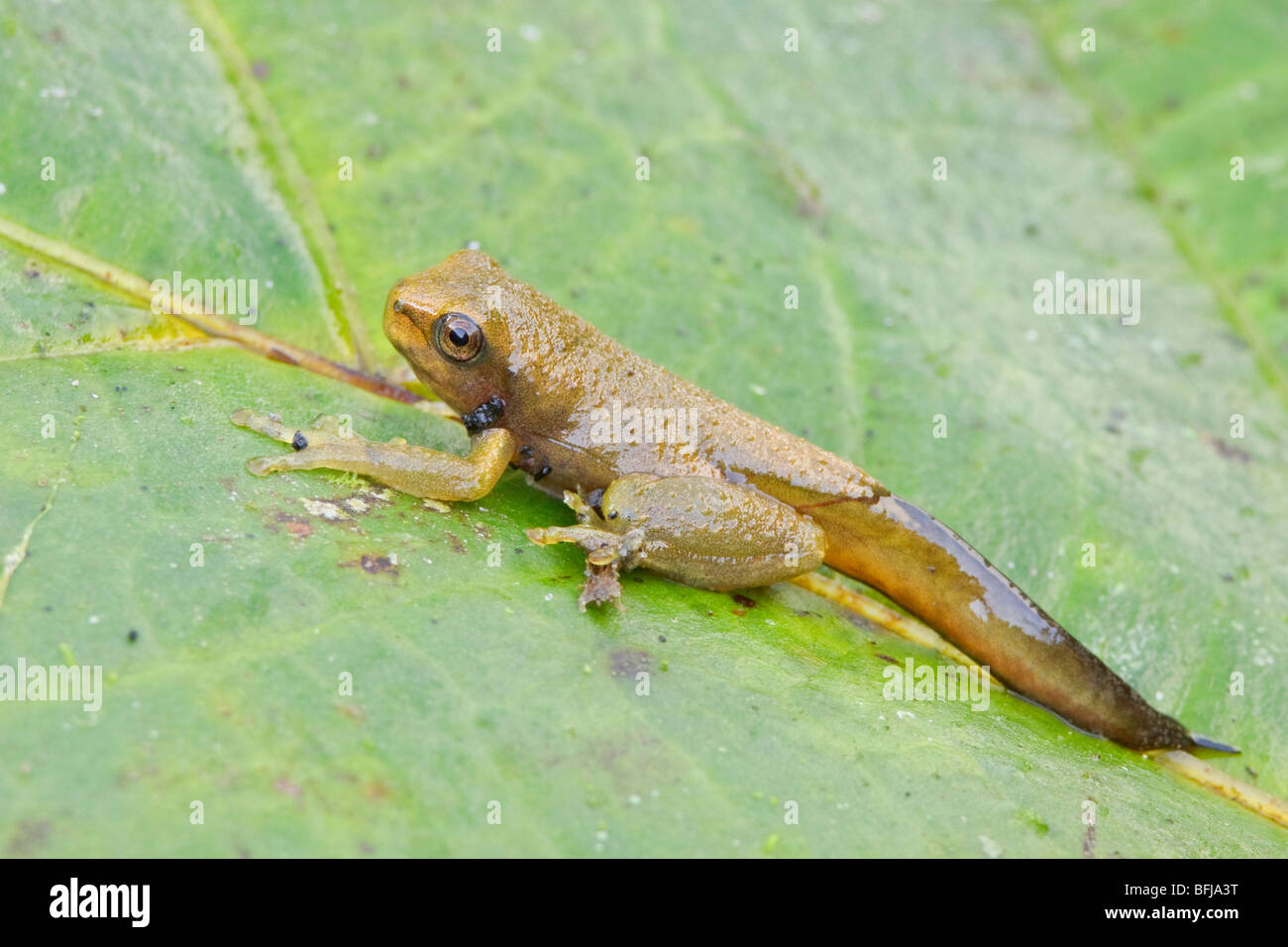 A treefrog perched on a leaf in the Tandayapa Valley of Ecuador Stock ...