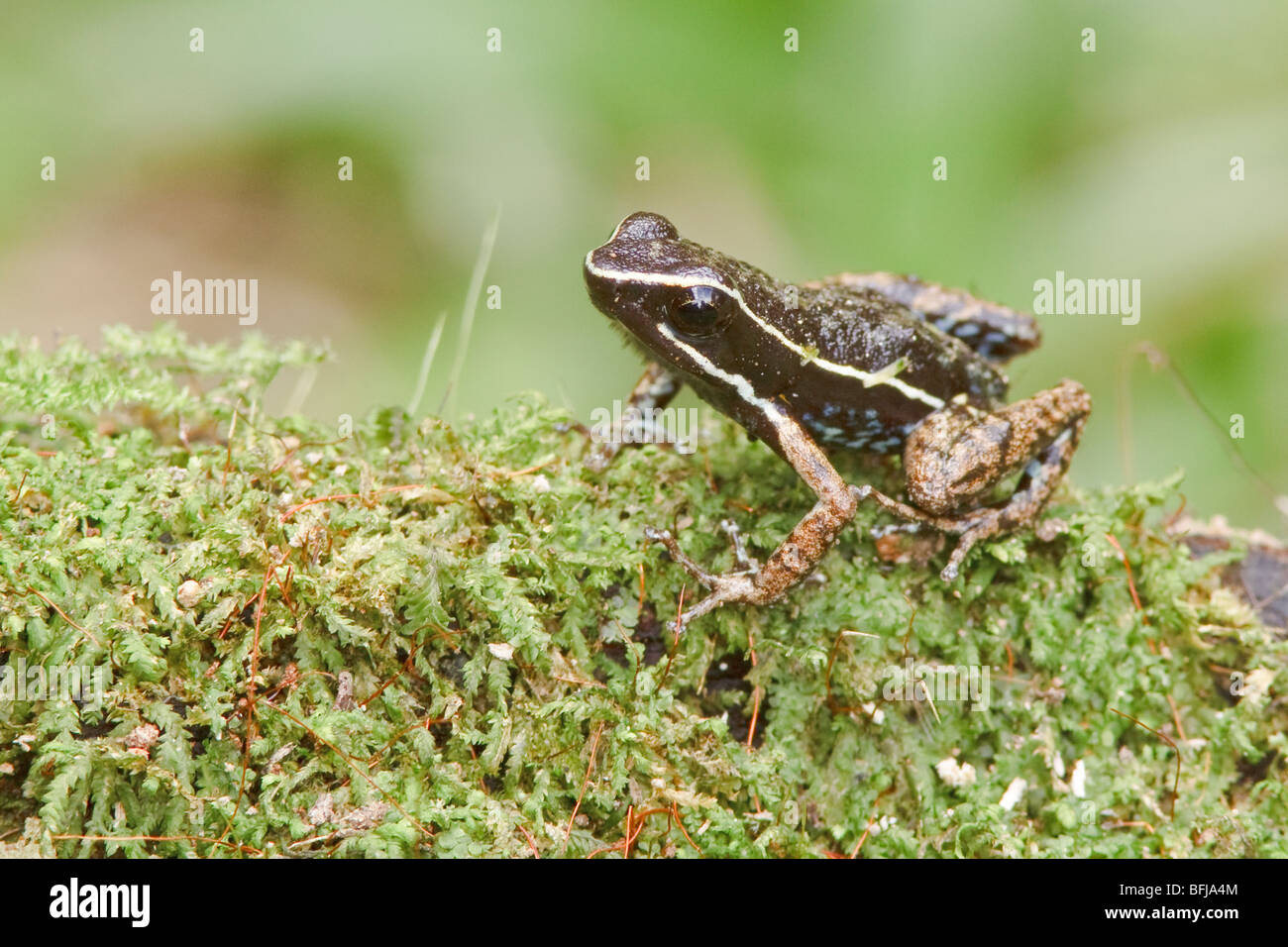 A frog perched on a mossy branch in Amazonian Ecuador. Stock Photo