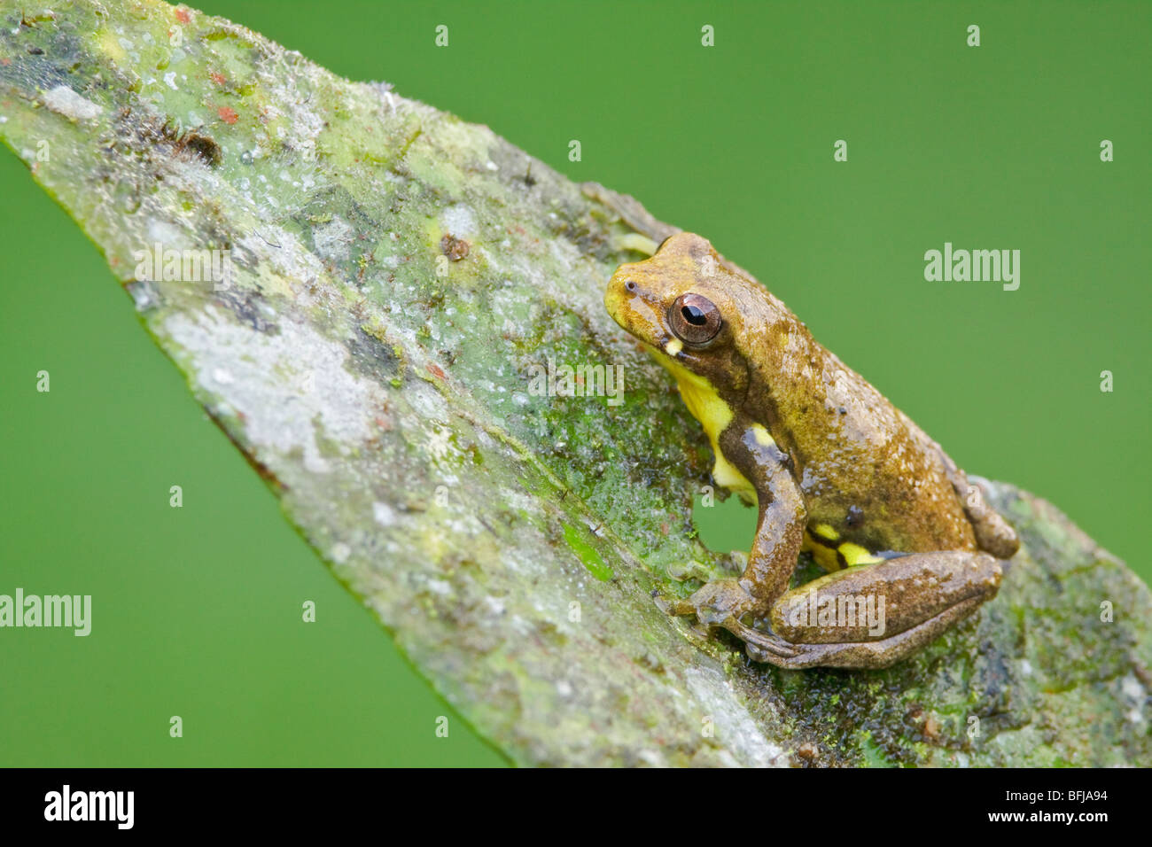 A treefrog perched on a leaf in the Tandayapa Valley of Ecuador Stock ...