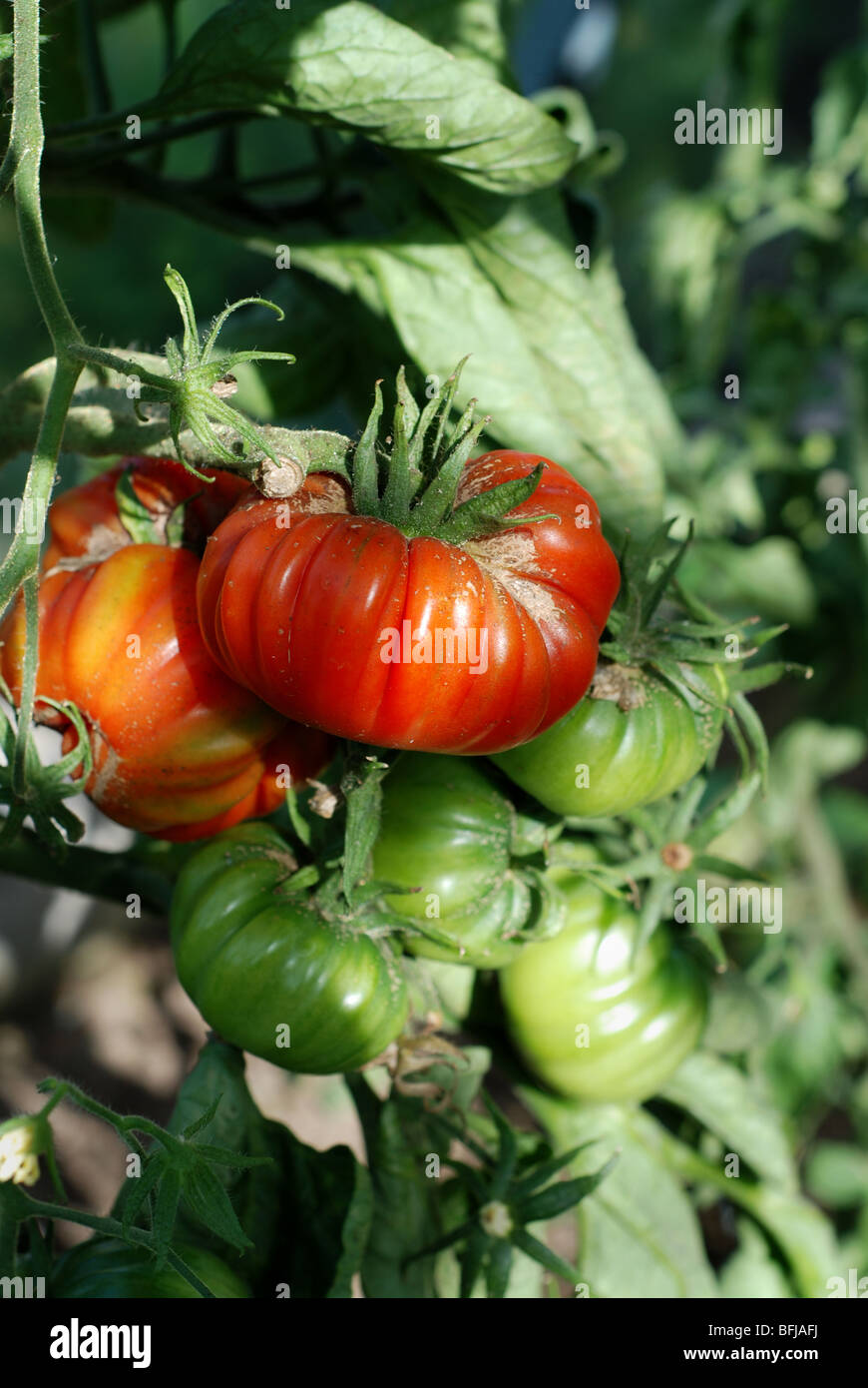 Picking tomatos Stock Photo