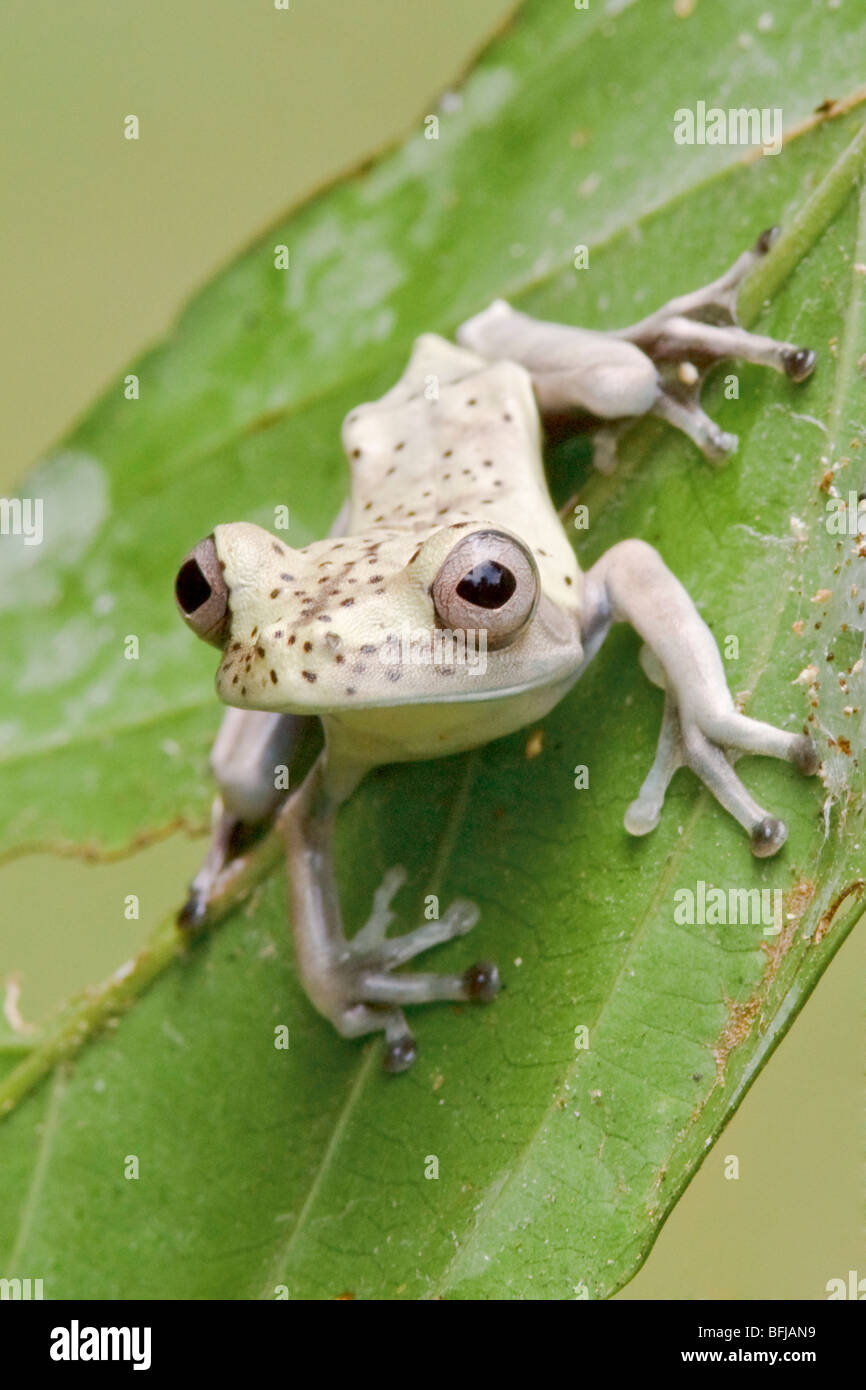 A frog perched on a mossy branch in Amazonian Ecuador. Stock Photo