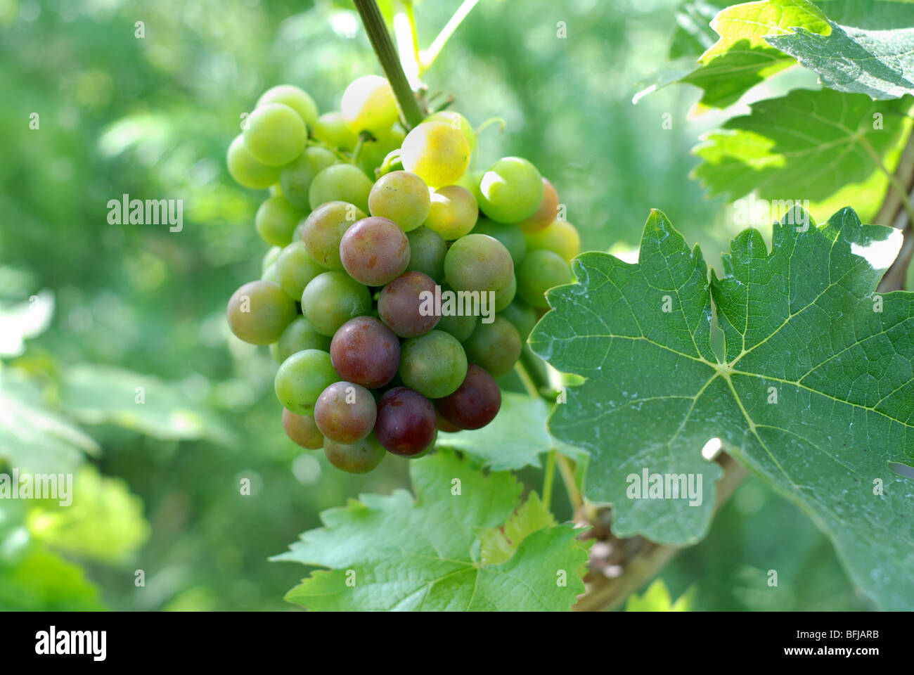 How to grow grape hires stock photography and images Alamy
