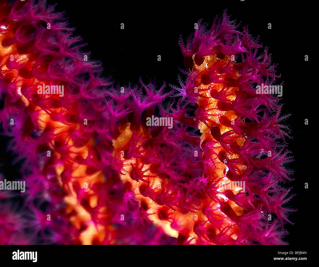 sea whip Gorgonian Coral   Muricella species Stock Photo