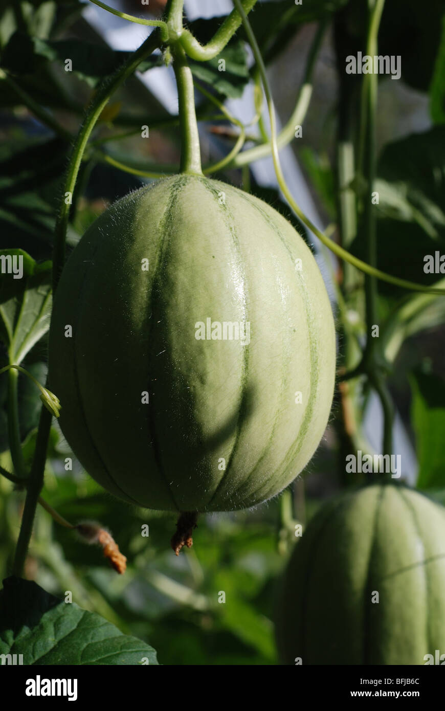 Melon plant in vegetable garden hi-res stock photography and images - Alamy
