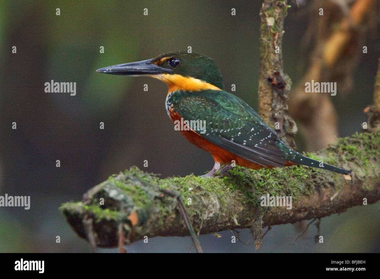 Green-and-Rufous Kingfisher (Chloroceyle inda) perched on a branch near the Napo River in Amazonian Ecuador. Stock Photo