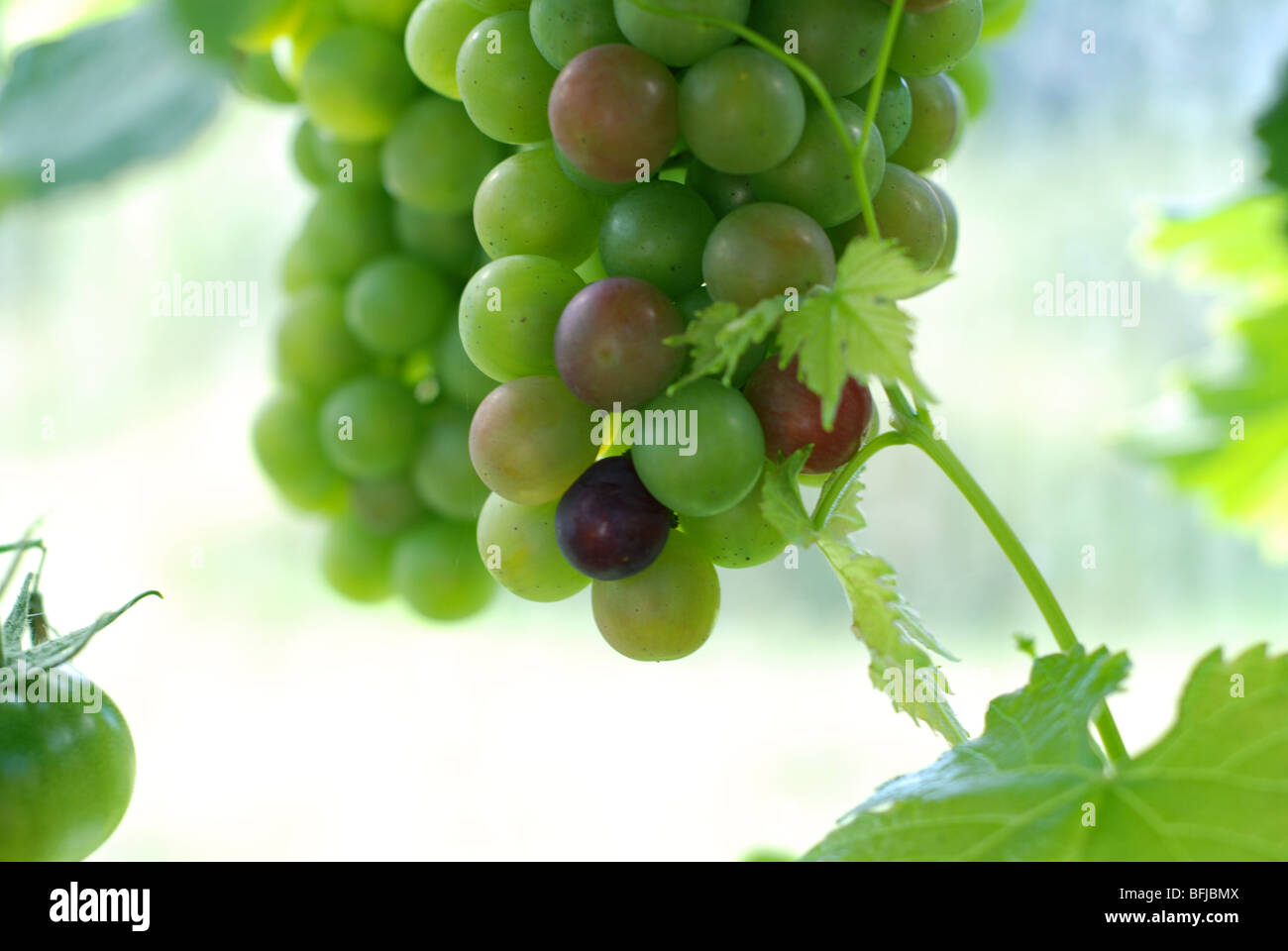 How to grow grape hires stock photography and images Alamy