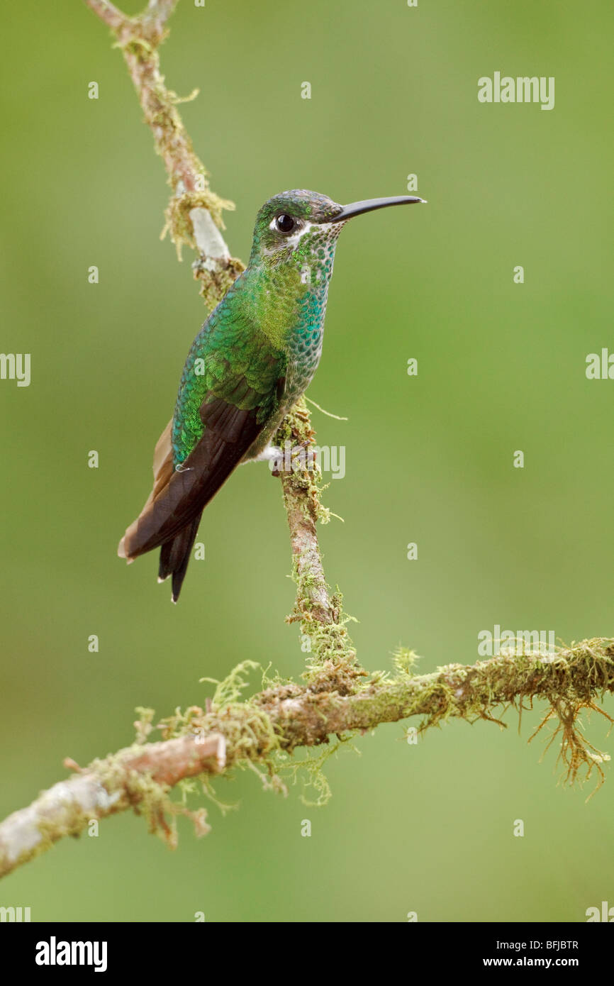 Green-crowned Brilliant (Heliodoxa jacula) perched on a branch at Buenaventura Lodge in southwest Ecuador. Stock Photo