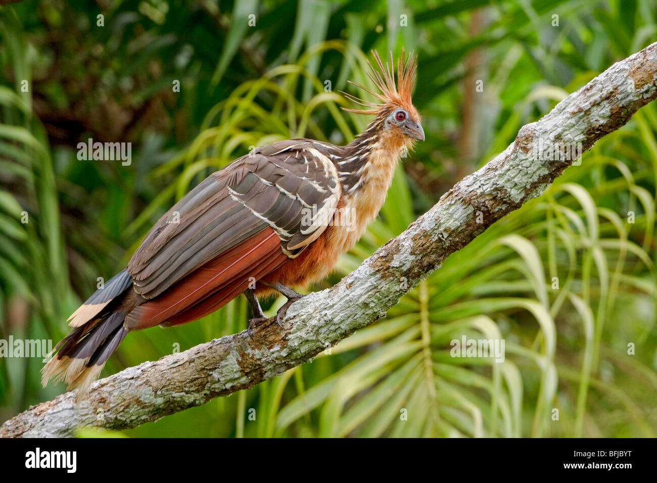 Hoatzin (Opisthocomus hoazin) perched on a branch near the Napo River in Amazonian Ecuador. Stock Photo