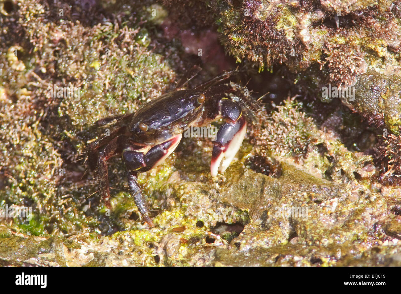 A crab in a rock outcropping off the coast of Ecuador Stock Photo