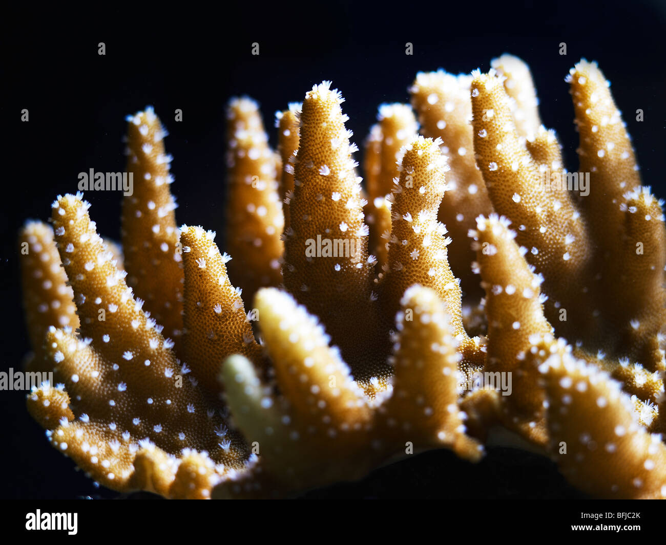 Devilfinger leather Lobophytum species soft coral with extended polyps Stock Photo