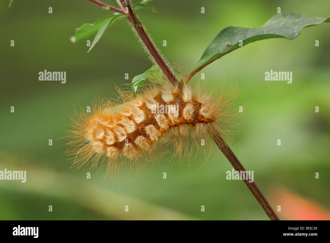 A caterpillar perched on a branch in the Milpe reserve in northwest Ecuador. Stock Photo