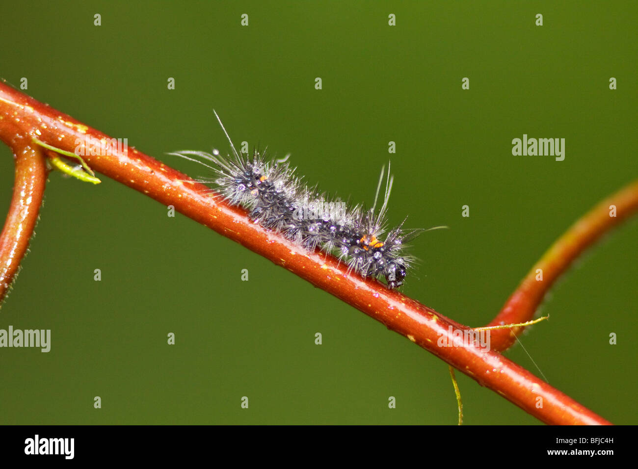 A caterpillar in the Tandayapa Valley of Ecuador. Stock Photo