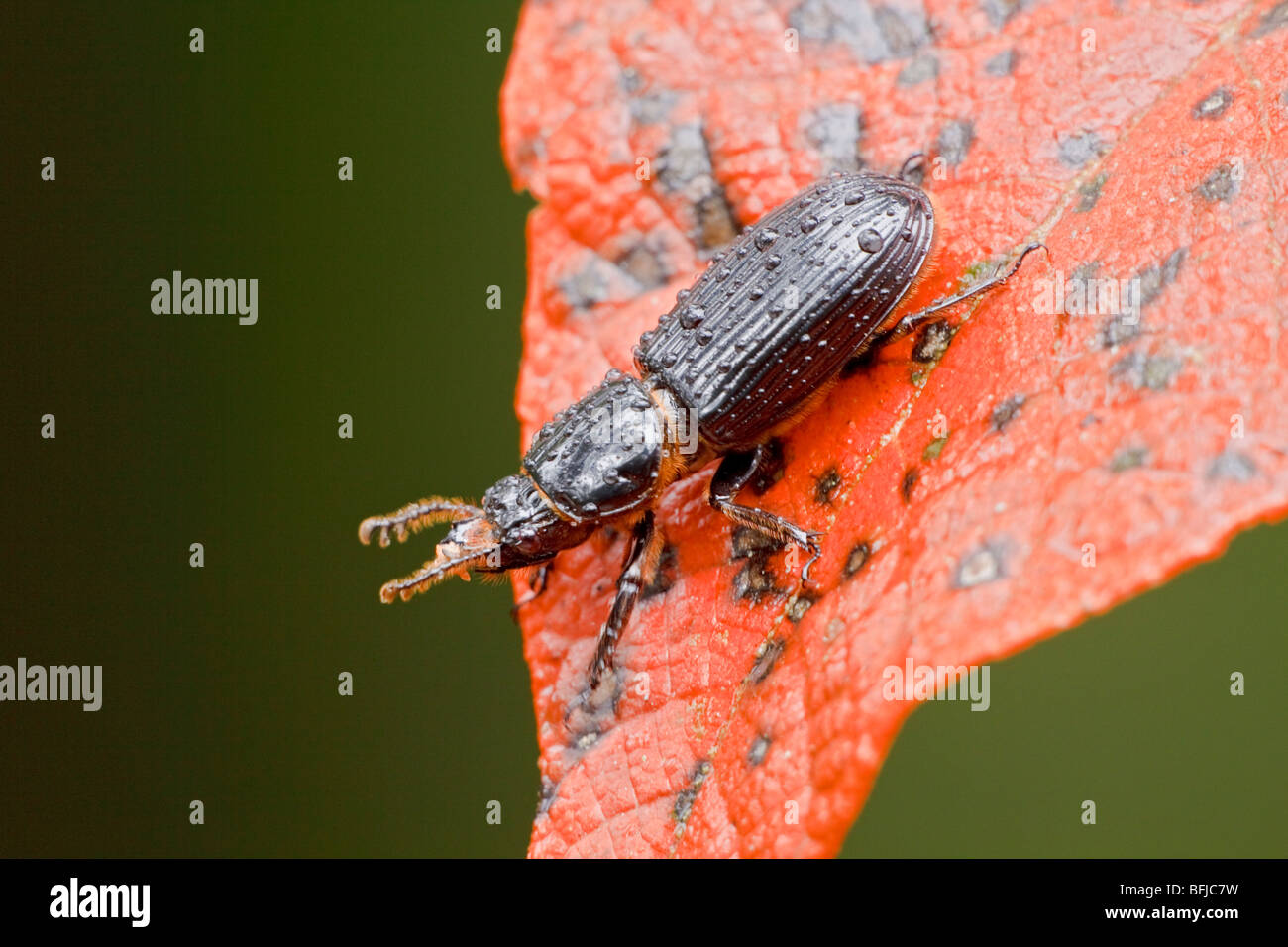 A Beetle perched on s leaf in the Tandayapa Valley of Ecuador Stock ...