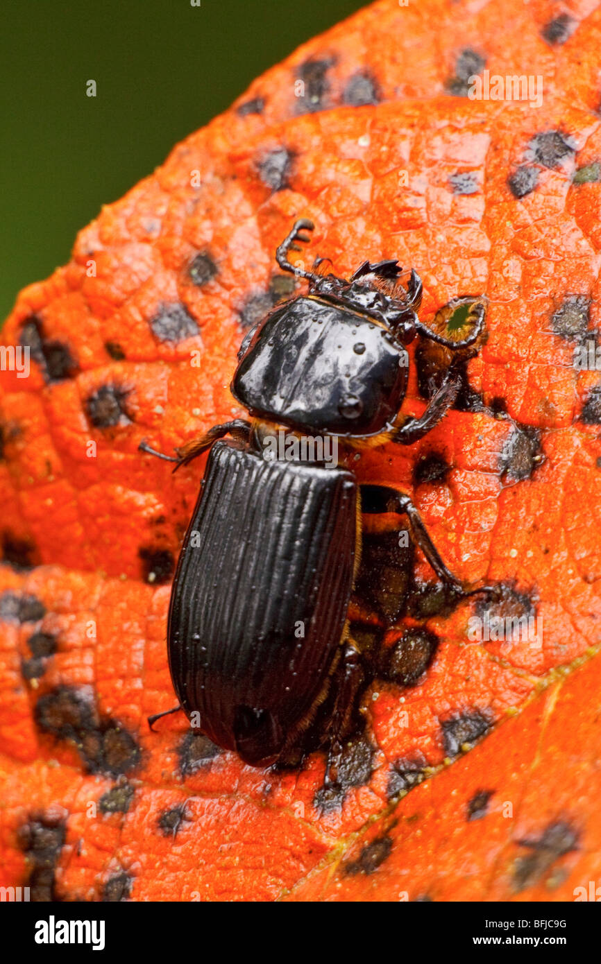 A Beetle perched on s leaf in the Tandayapa Valley of Ecuador Stock ...