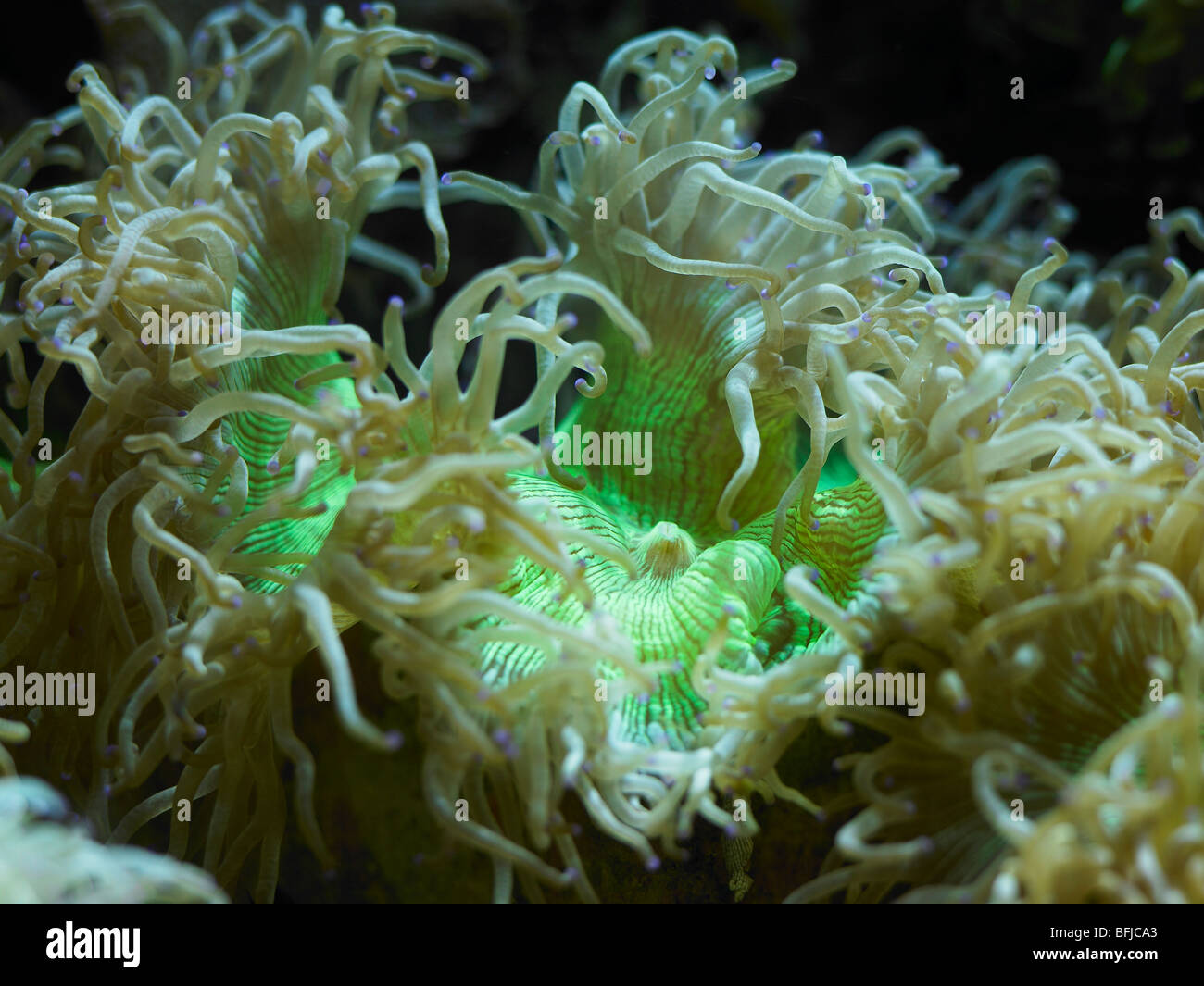 Elegance Coral Catalaphyllia jardinei tentacles Stock Photo
