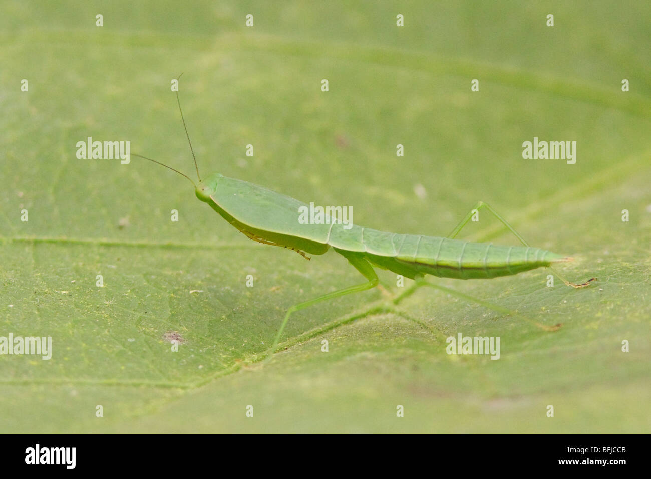 A praying mantis perched on a branch at Rio Palenque reserve in northwest Ecuador. Stock Photo
