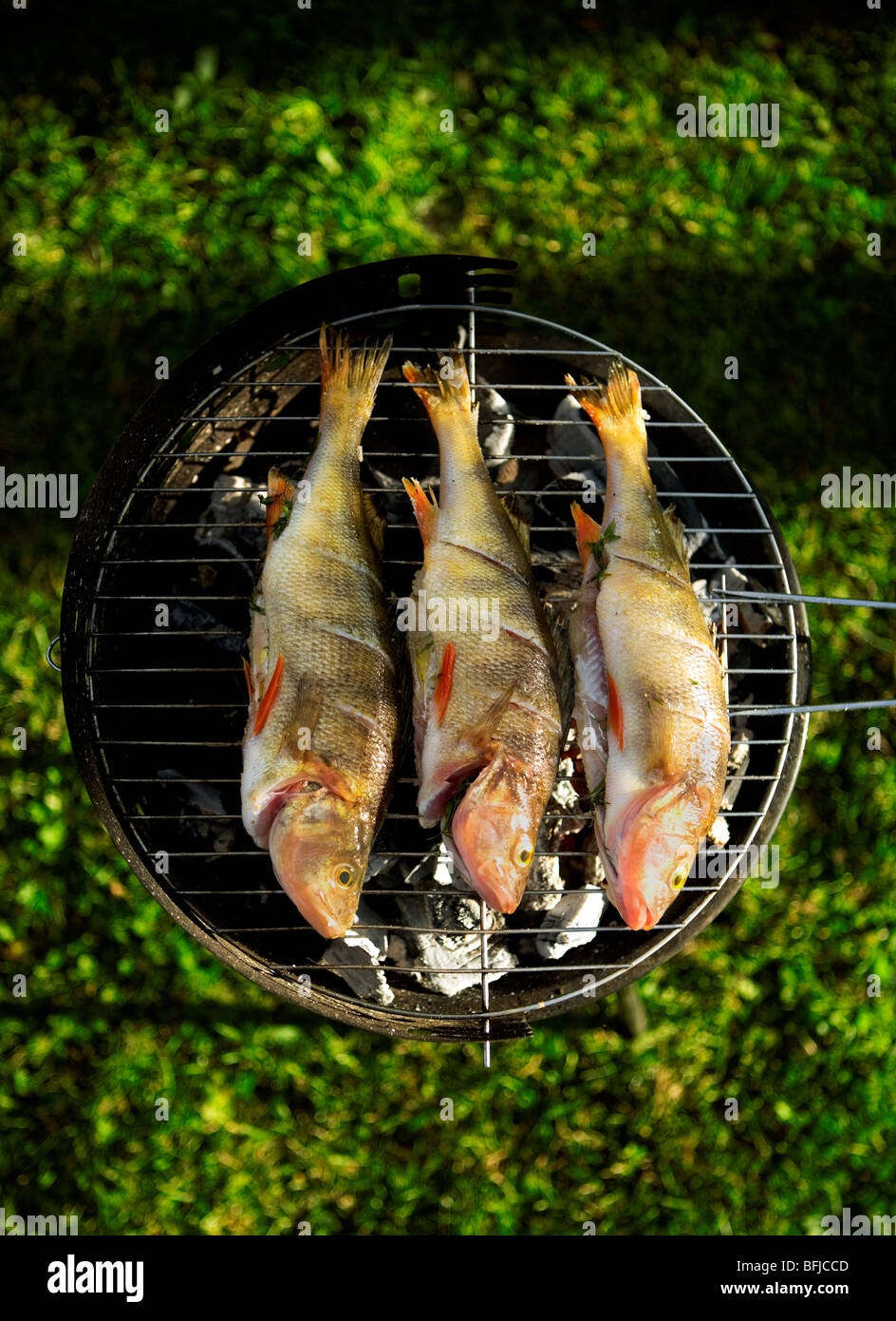 Perch on barbecue, Sweden. Stock Photo