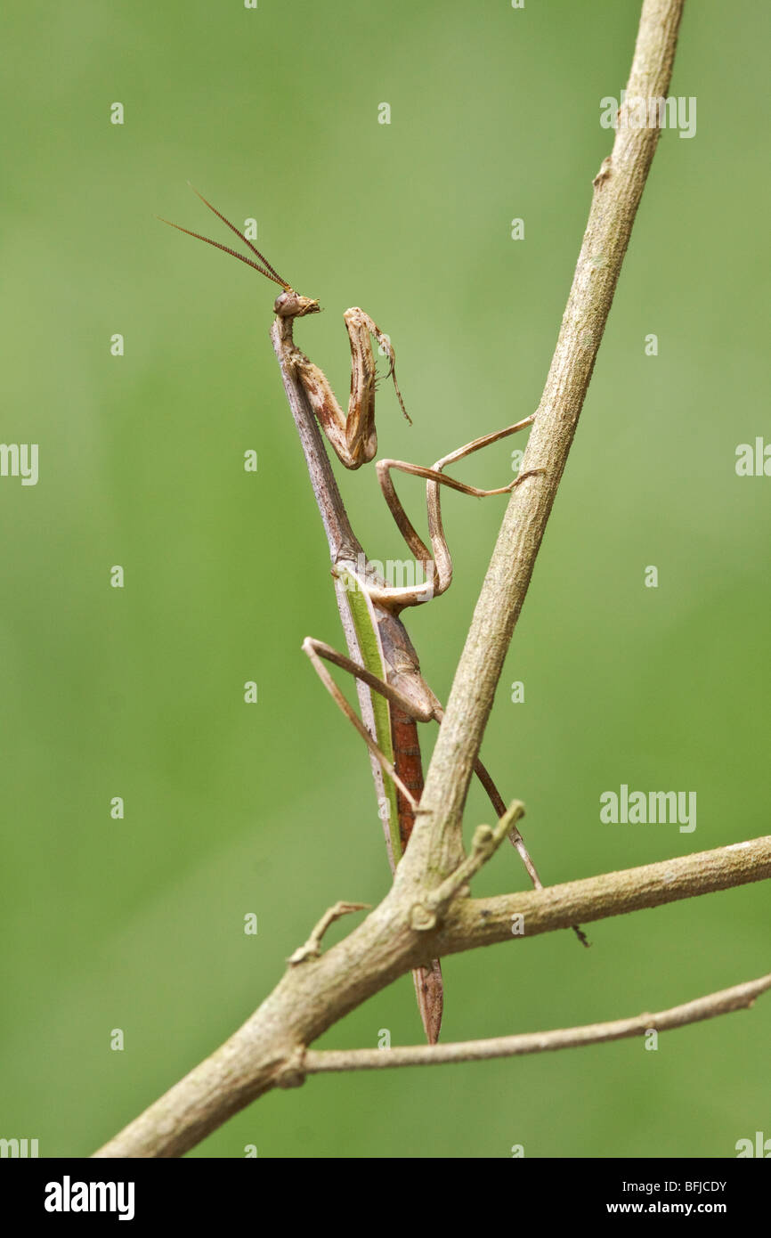 A Praying Mantis perched on a branch at the Mindo Loma  reserve in northwest Ecuador. Stock Photo