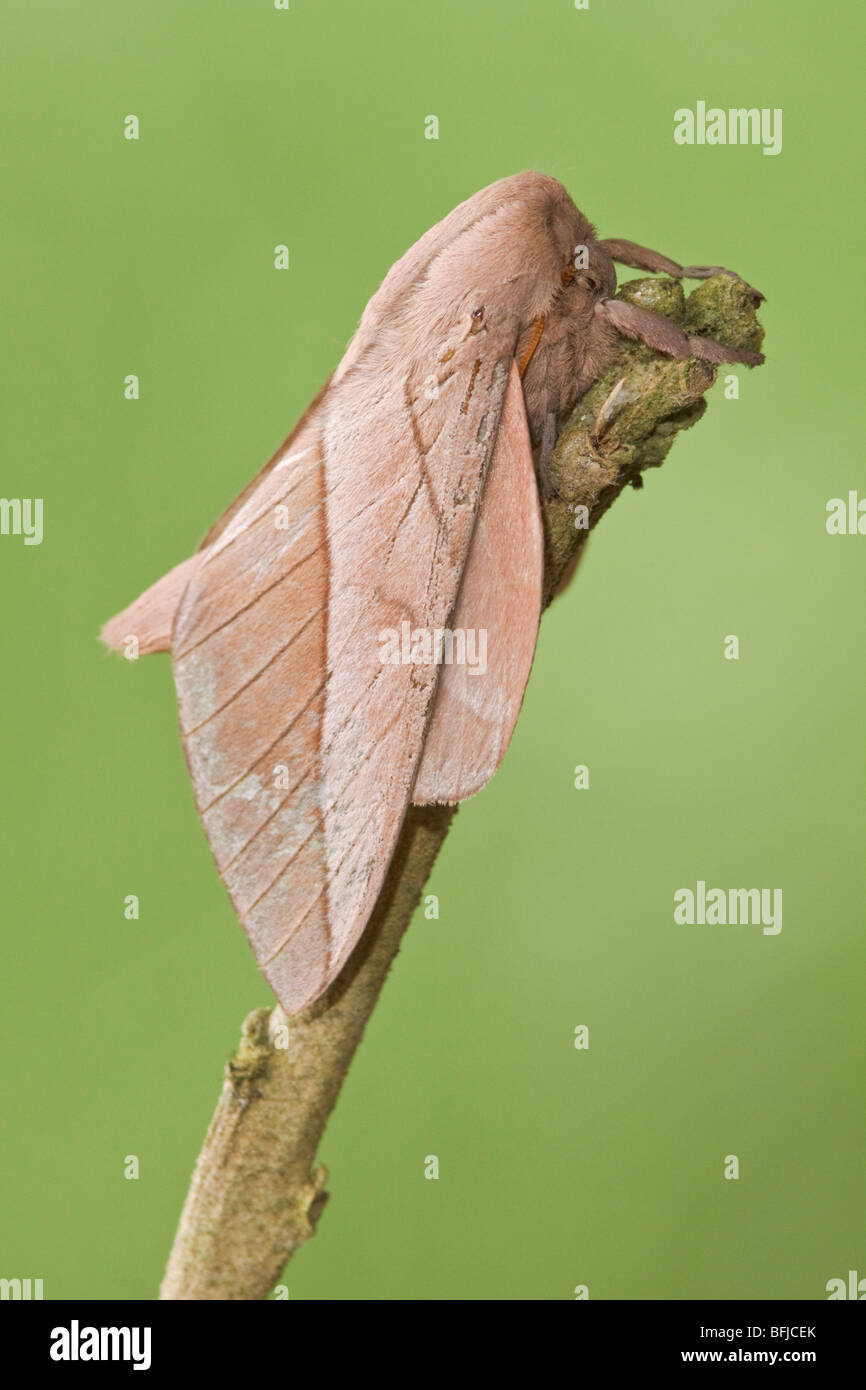 A moth perched on a branch at the Mindo Loma  reserve in northwest Ecuador. Stock Photo